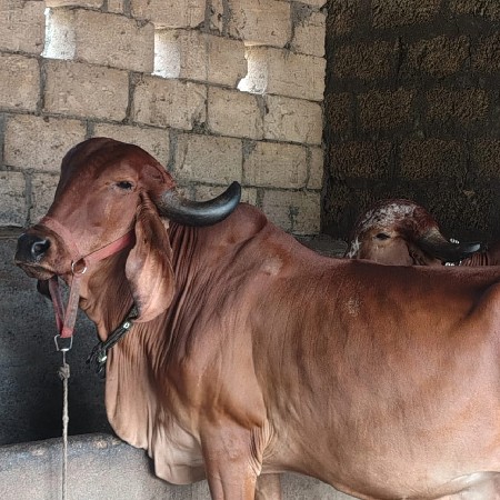 थंबनेल 1