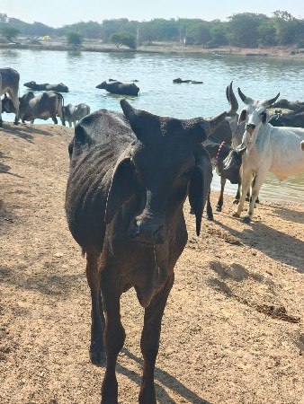 थंबनेल 2