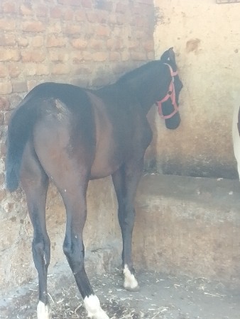 થંબનેલ 2