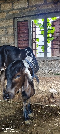 थंबनेल 2