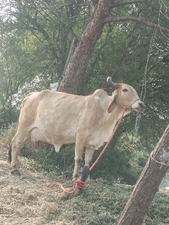 ત્રીજુ વેતર