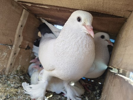 थंबनेल 3