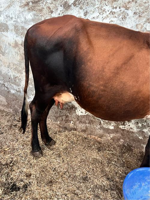 ગાય વેચવાની છે