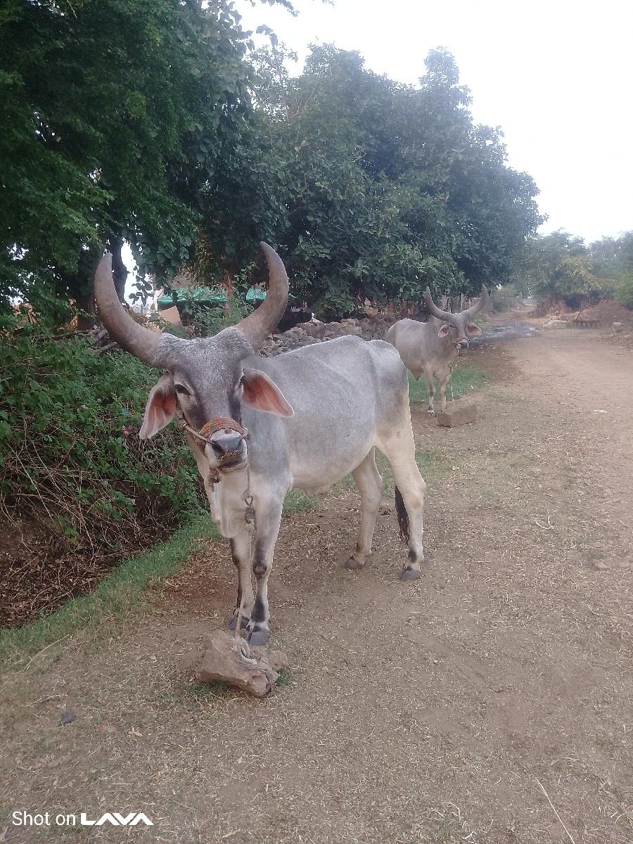 થંબનેલ 3