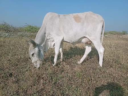 थंबनेल 3