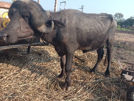 વેચવાનો છે