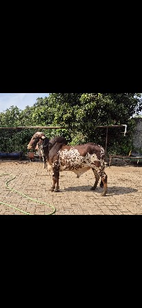 4 વર્ષ નો છે આપવાનો જવાબ દારી