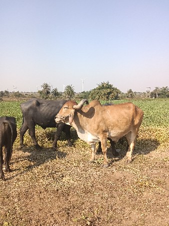 થંબનેલ 2