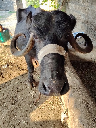 વેચવાની છે