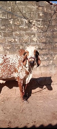 थंबनेल 3