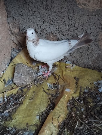 થંબનેલ 2