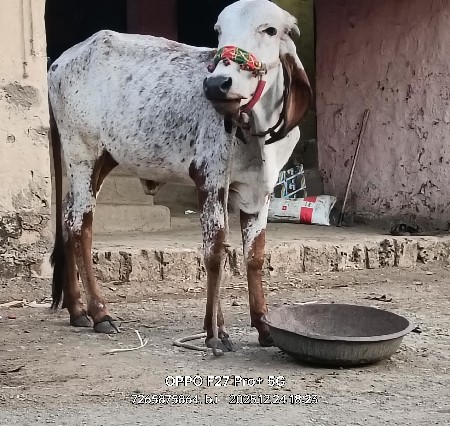 3 ગાય વેસવાની સે
