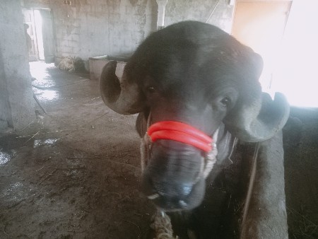 પાડોવેશવાનોસેખીરોશે