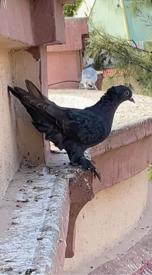 Koylu full choti mojane