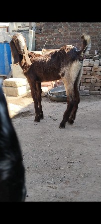 દેસી બકરી સારા વેળા ની