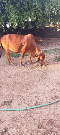 થંબનેલ 2