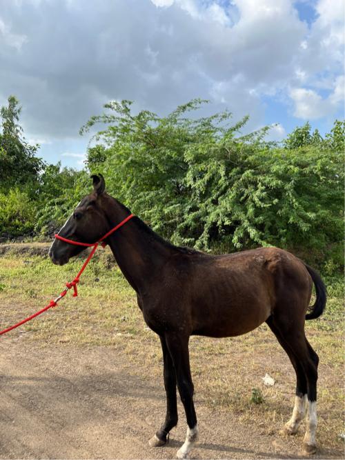 વછેરો વેચવાનો છે લાઇન નો