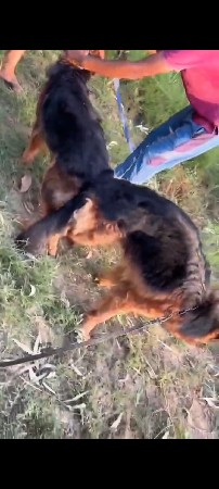 German shepherd male female puppy