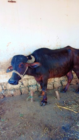 ખડાય વેચવાની છે