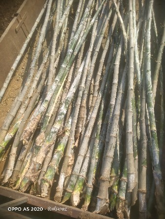 વાસના વાહણા વેસવાનાસે