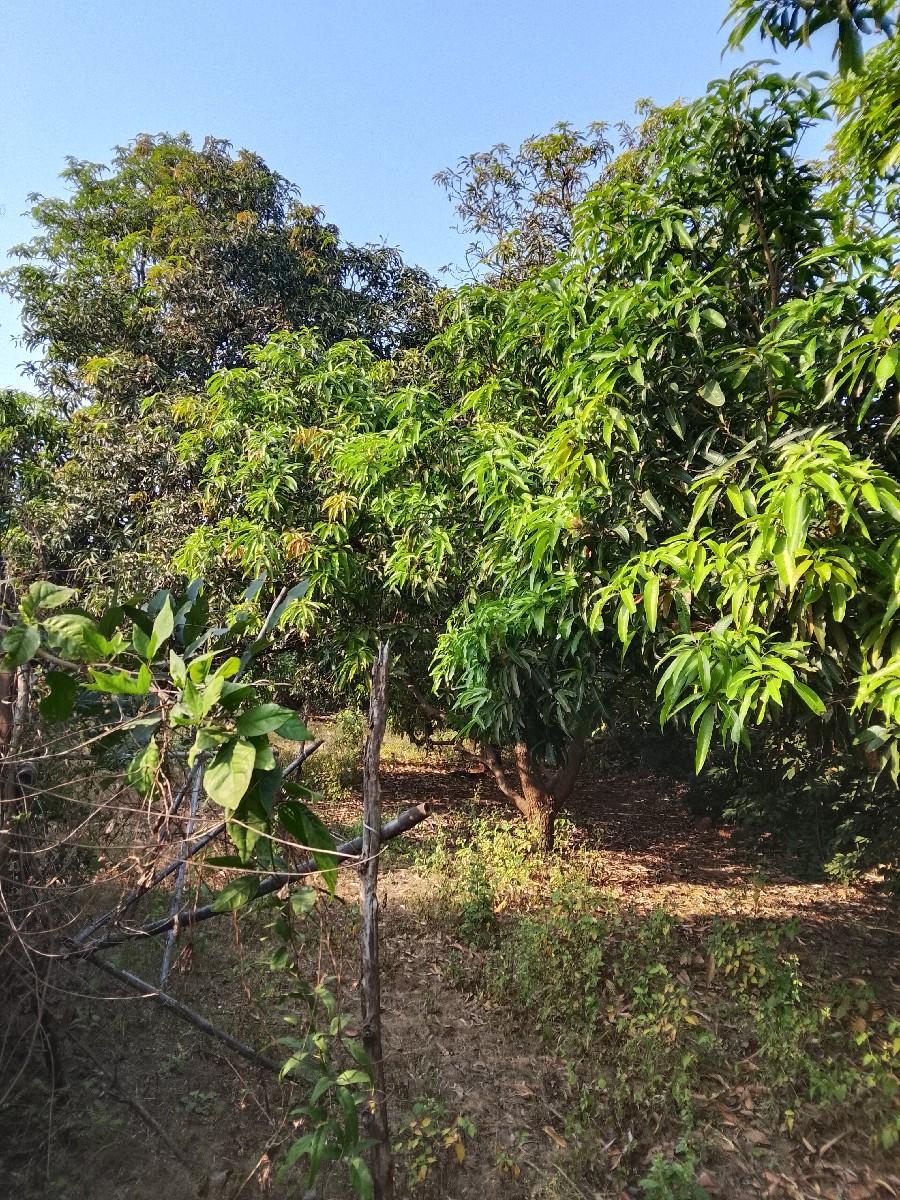 બગીસો નો ઇજરો આપવાનો સે