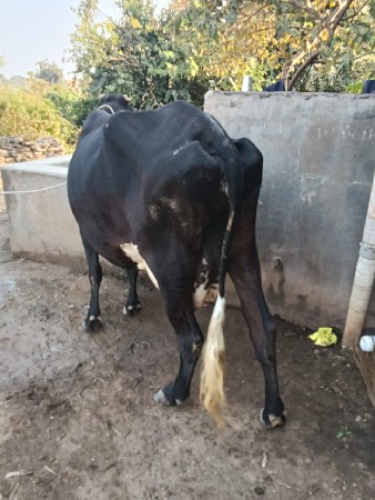 थंबनेल 3