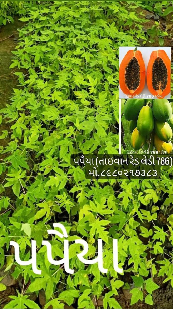 थंबनेल 4