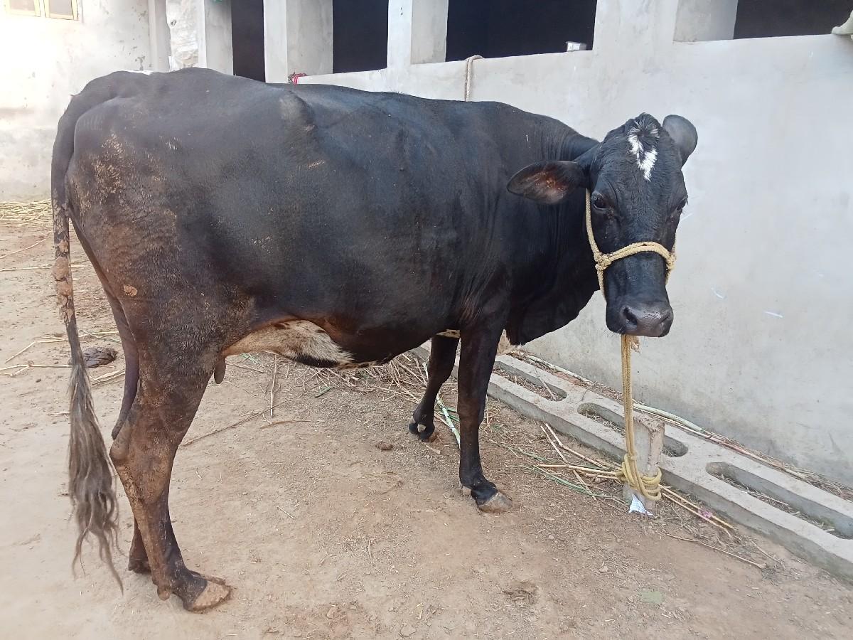 ક્રોસ પેલવેતર