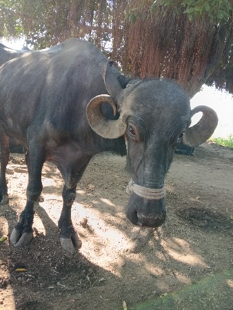 ભેંસ નીચે પાડી છે