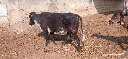 थंबनेल 2