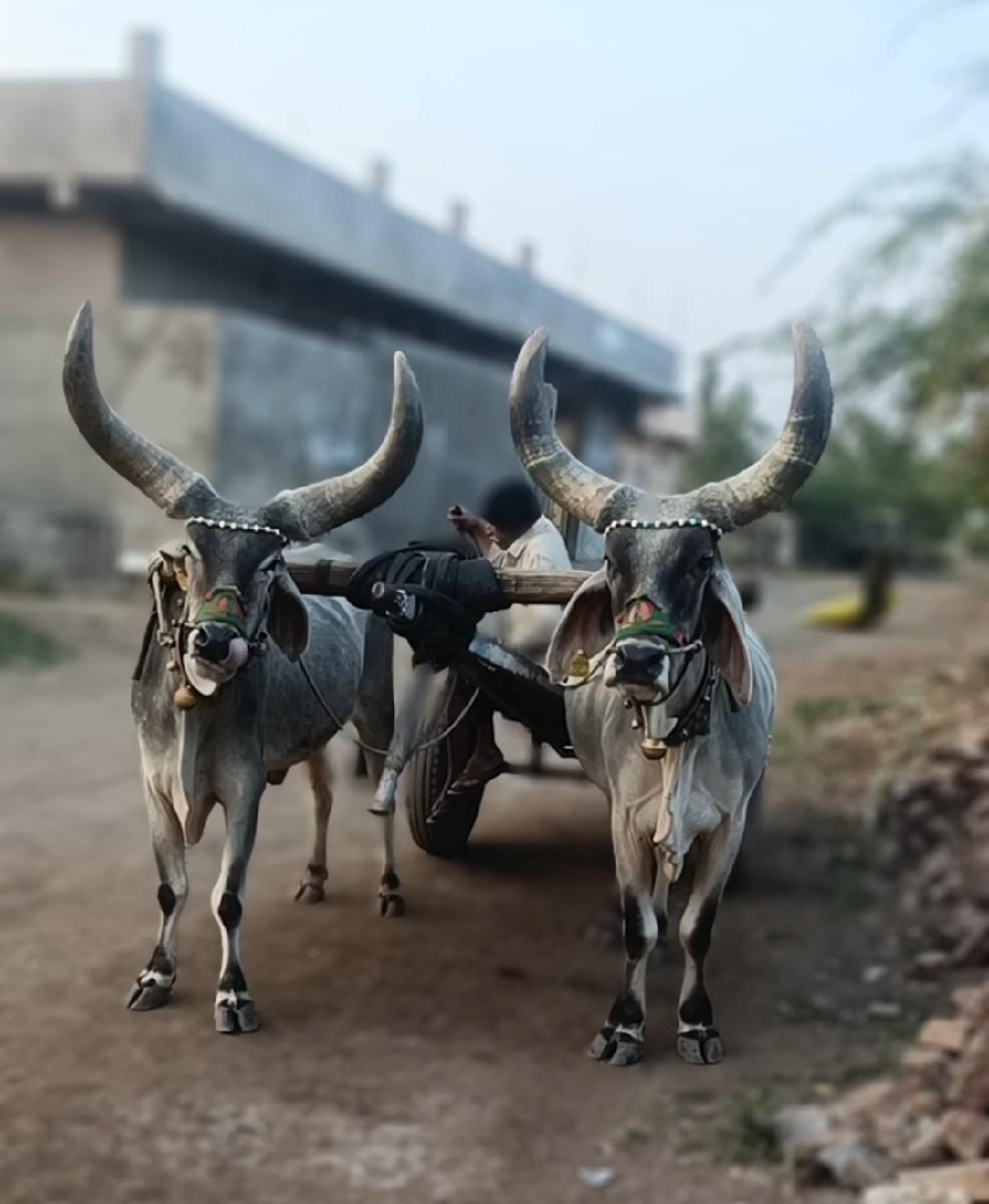 બળદો વેચવા ના છે