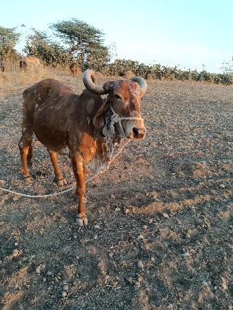 આ ગાયો નાં