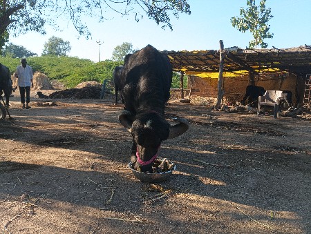 આ ખળેલી વેચવાની છે