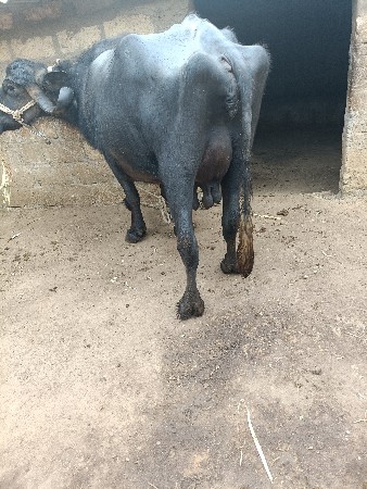 थंबनेल 2