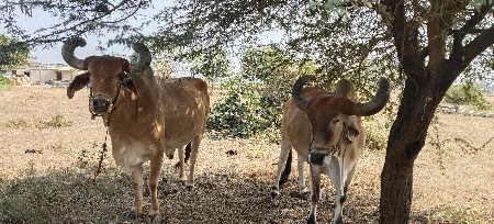 થંબનેલ 2