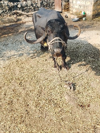 12 દીવસ ની વૈયાણે