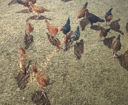 थंबनेल 2