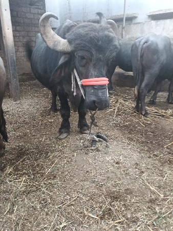 થંબનેલ 3