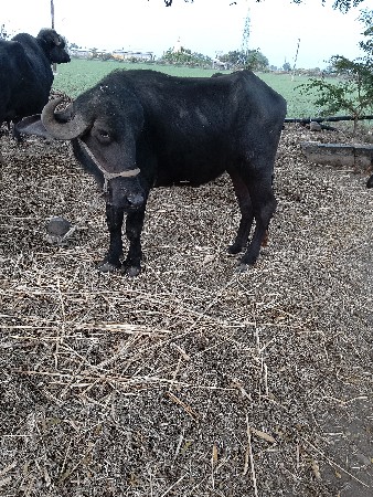 પોણા ત્રણ વર્ષની છે પાડી