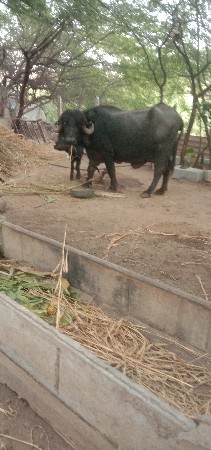 આ ભેંશ વેચવાનિ છે