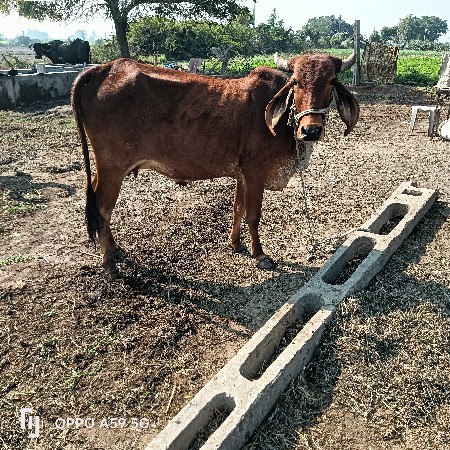 થંબનેલ 3