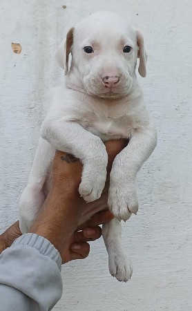 vadodara 🐕 pet sarvise