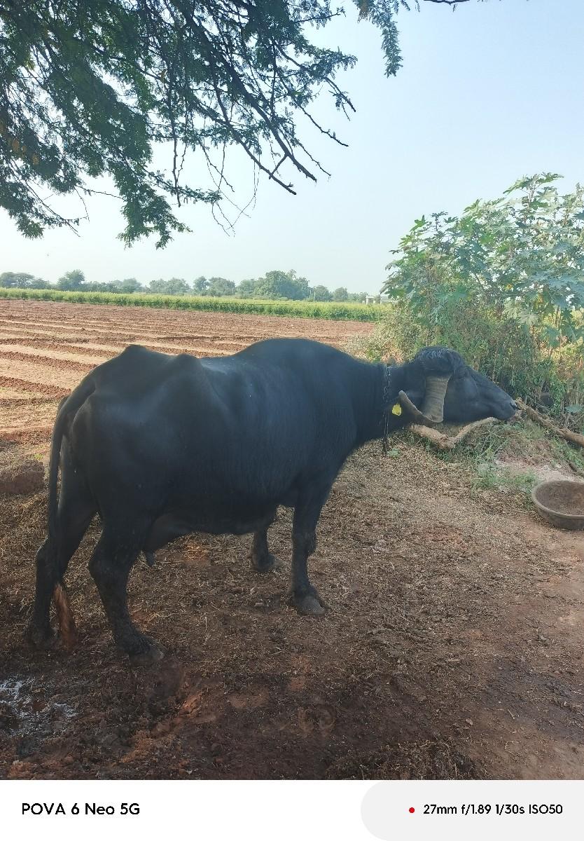 થંબનેલ 3