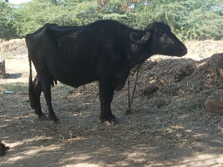 ભેસ વેચવાની છે ૨ વેતર વ્યાસે