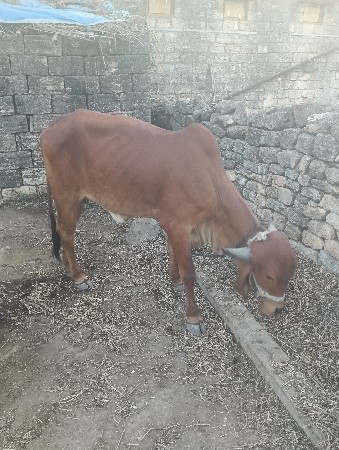 थंबनेल 3