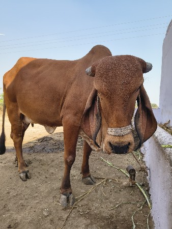 ગાય વેચવાની છે