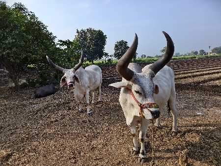 थंबनेल 3