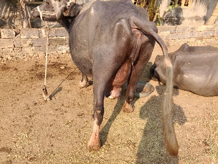 ભેંસ વેચવાની છે