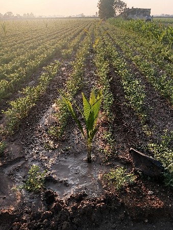 આંબા તથા નારિયેળી