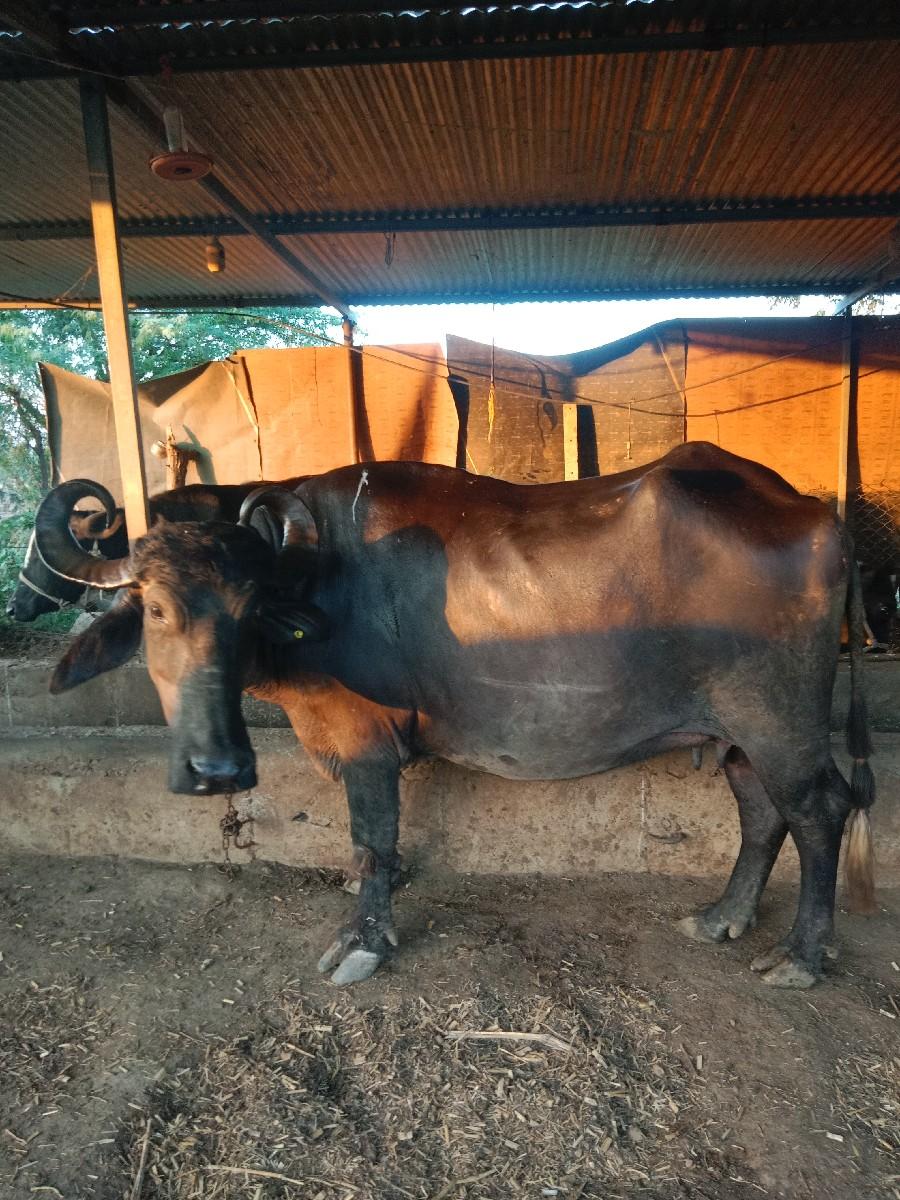 થંબનેલ 3